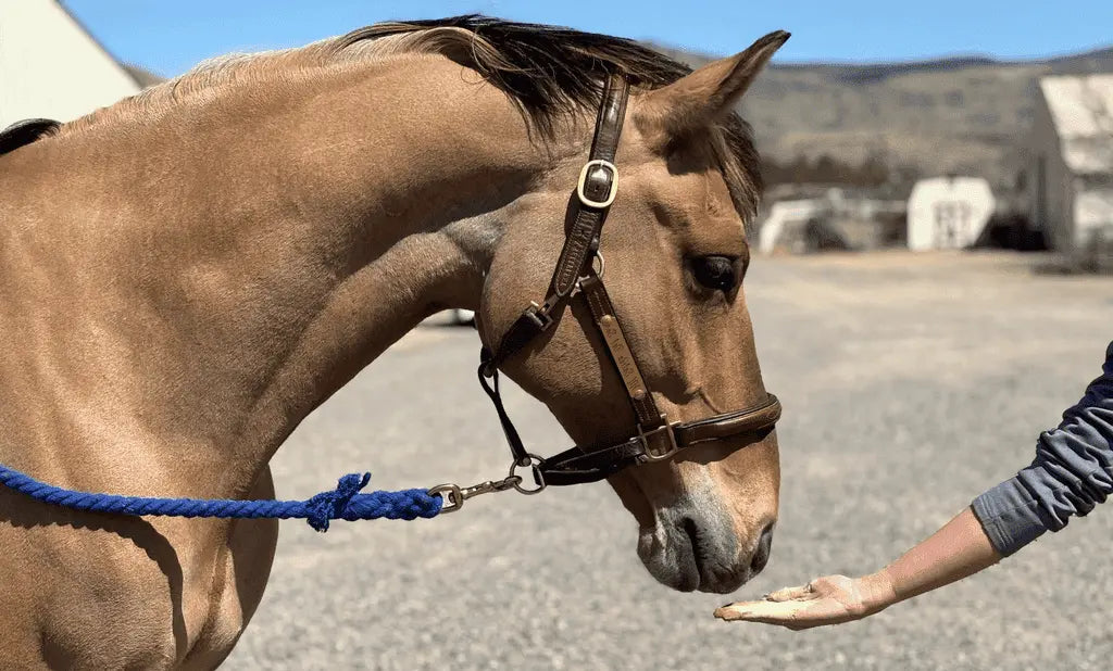 Veterinarian-Formulated Equine Supplements You Can Trust-freedlight-performance