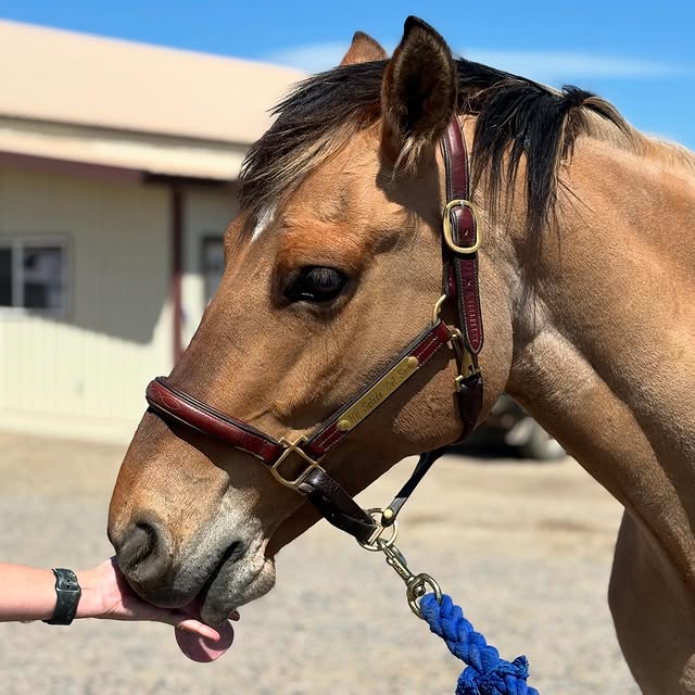 Brown horse with a bridle being petted by a person outdoors.