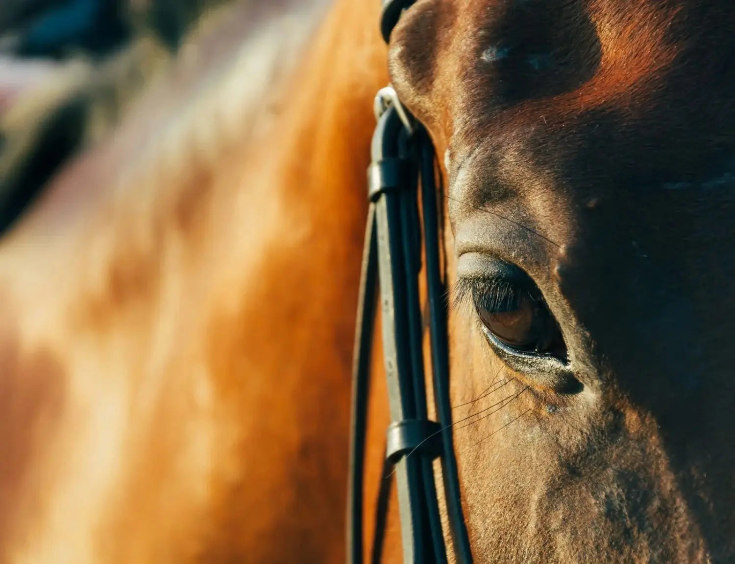 Close-up of a horse's face with a bridle, focusing on its eye.